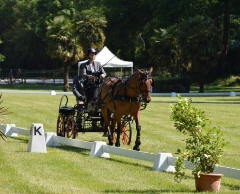 concours attelage des 1er et 02 juin à Hennebont