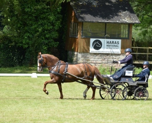 concours attelage des 1er et 02 juin à Hennebont