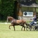 concours attelage des 1er et 02 juin à Hennebont