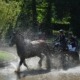 concours attelage des 1er et 02 juin à Hennebont