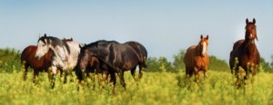 La gestion et le rôle pédagogique des troupeaux dans les structures équestres @ Les Chevaux de Brocéliande