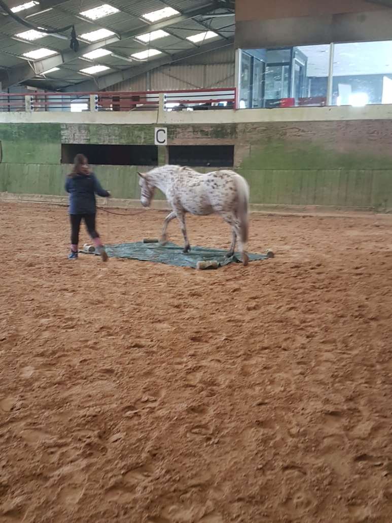 71b83cd9-7126-48ff-acf0-5c0364a9afa1 equifeel